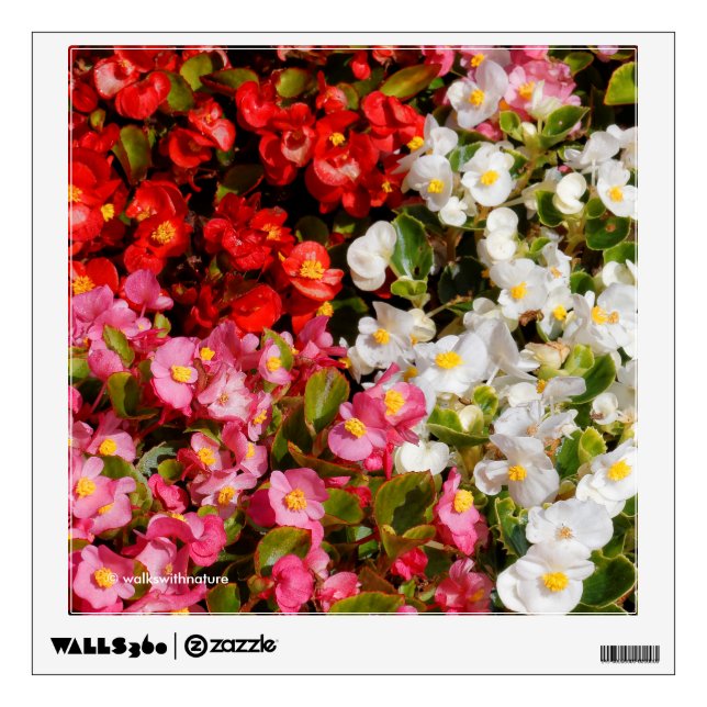 Colorful Wax Begonias Wall Decal (Front)