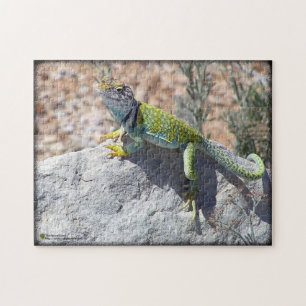 Colorful Western Collared Lizard On Rock Photo Jigsaw Puzzle