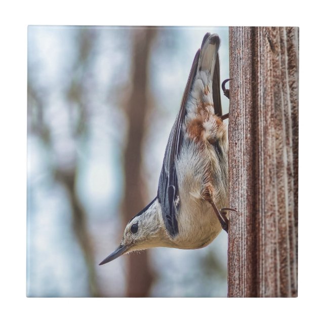 Colorful White-breasted Nuthatch Tile (Front)