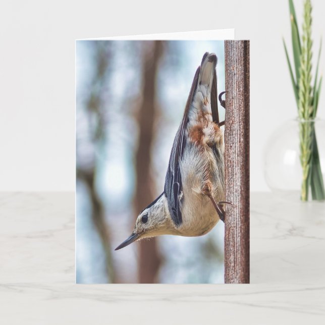 Colorful White-breasted Nuthatch Vertical Card (Front)