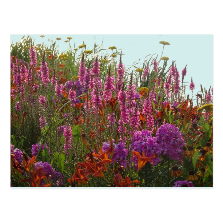 Colorful Wild Flowers DIY Postcard