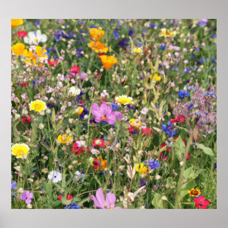 Colorful wildflower meadow, vibrant pattern. poster