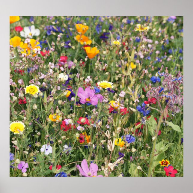 Colorful wildflower meadow, vibrant pattern. poster (Front)