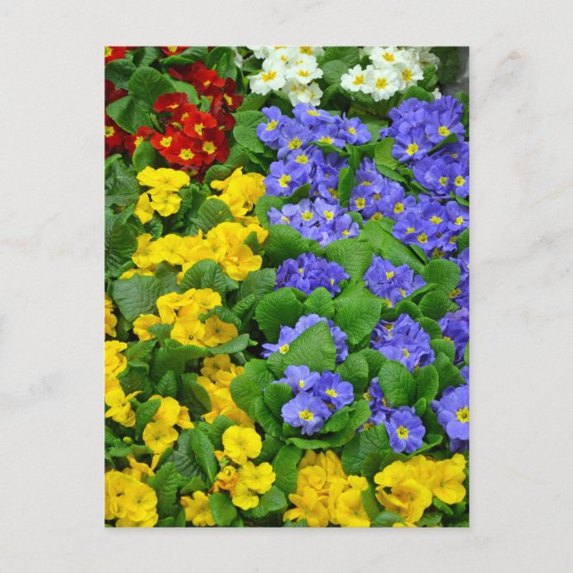 Colorful winter primroses pattern postcard (Front)