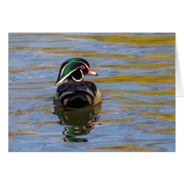 Colorful Wood Duck Cards (Front Horizontal)