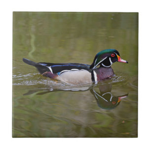 Colorful wood duck ceramic tile