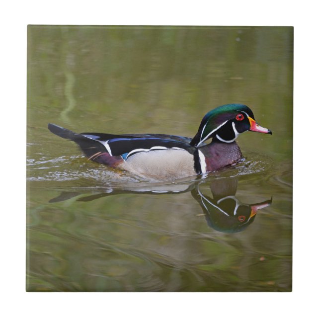 Colorful wood duck ceramic tile (Front)