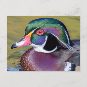 Colorful Wood Duck Close Up Postcard