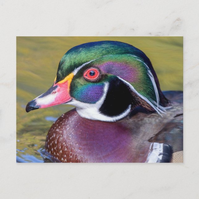 Colorful Wood Duck Close Up Postcard (Front)