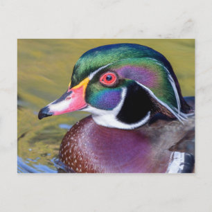 Colorful Wood Duck Close Up Postcard
