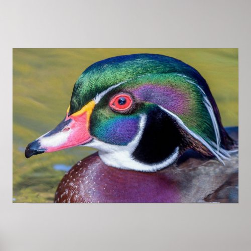 Colorful Wood Duck Close Up Poster