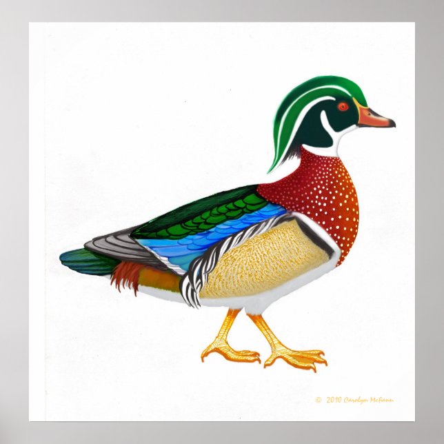 Colorful Wood Duck Drake Print (Front)