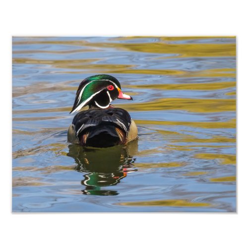 Colorful Wood Duck Photo Print