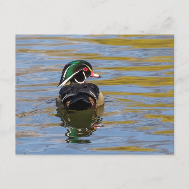 Colorful Wood Duck Postcard (Front)