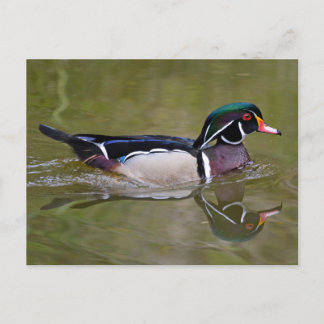 Colorful wood duck postcard