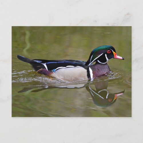 Colorful wood duck postcard