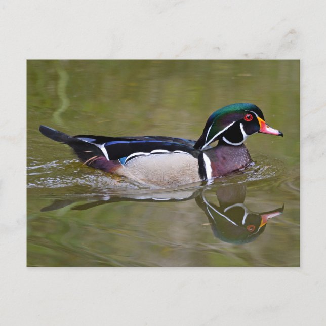 Colorful wood duck postcard (Front)