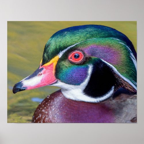Colorful Wood Duck Poster