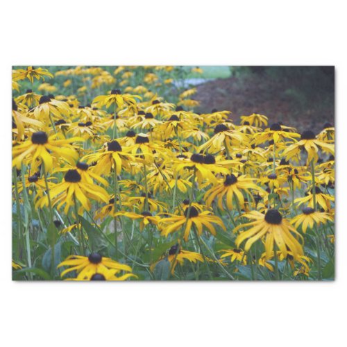 Colorful Yellow Black Eyed Susan Floral Photo Tissue Paper