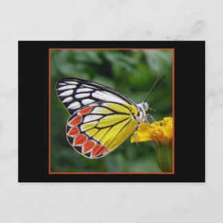 Colorful Yellow Butterfly Postcard