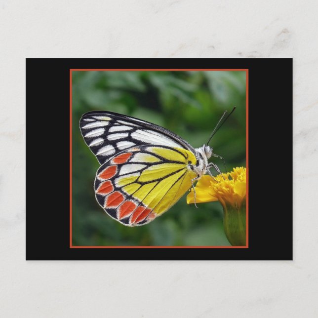 Colorful Yellow Butterfly Postcard (Front)