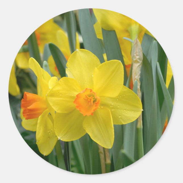 Colorful Yellow Daffodil Flower Spring Classic Round Sticker (Front)
