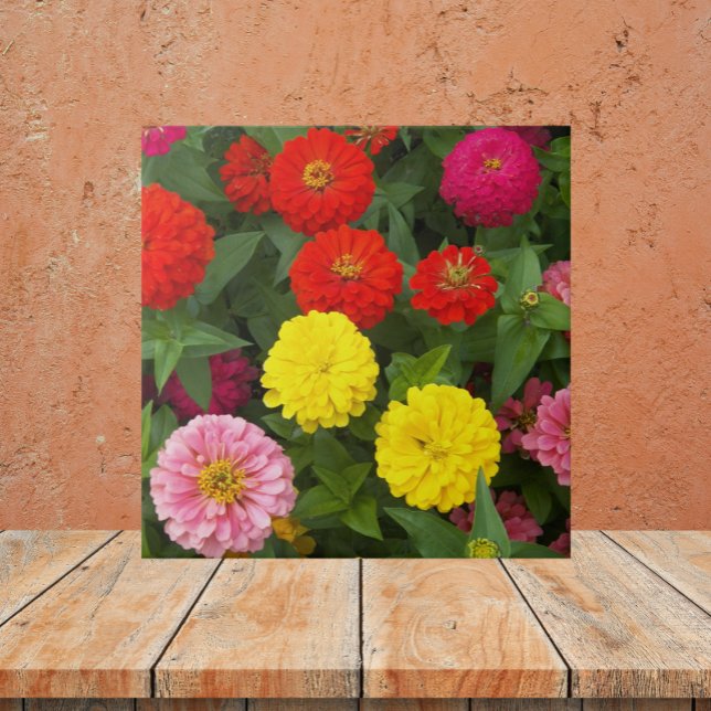 Colorful Zinnia Flowers Floral Ceramic Tile (In Situ)