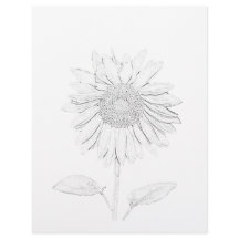 Coloring Page - Sunflower