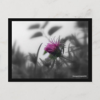 Colorized Aster with Black Border Postcard