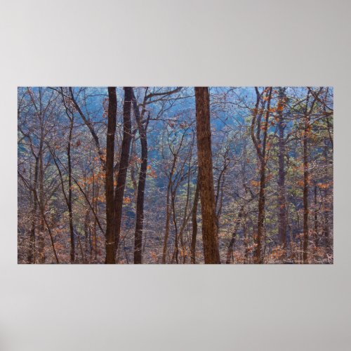 Colors in the Winter Forest at Dawn Poster