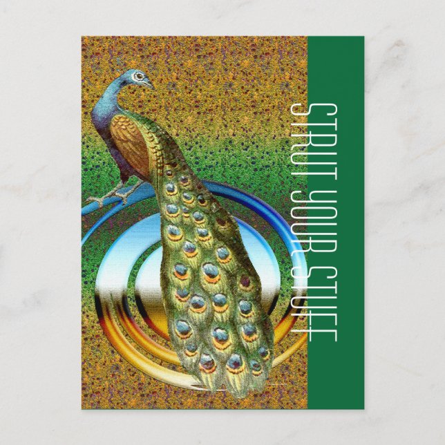 Colors of a Peacock Postcard (Front)