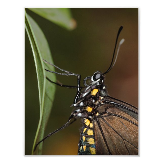 Colors of a Zebra Longwing Photo Print (Front)