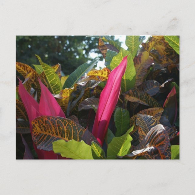 Colors of Bucerias, Mexico Postcard (Front)