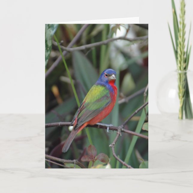 Colors of  Card (Front)