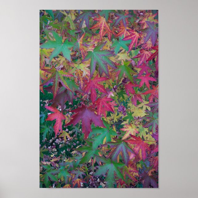 Colors of Case Poster (Front)