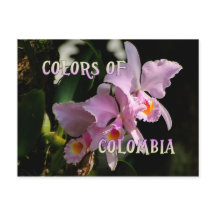 Colors of Colombia Cattleya Orchid Postcard