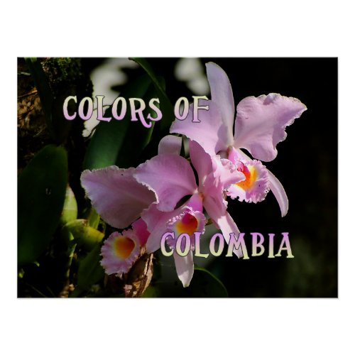 Colors of Colombia Cattleya Orchid Poster Print