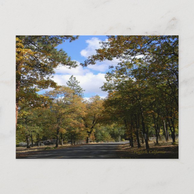 Colors of Fall... Postcard (Front)