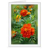 colors of marigolds (Front)