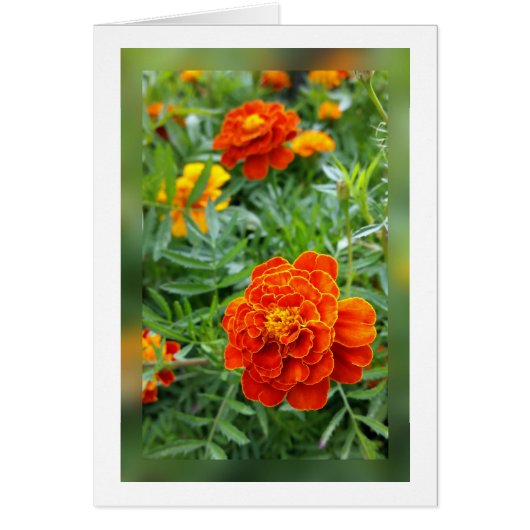 colors of marigolds cards (Front)
