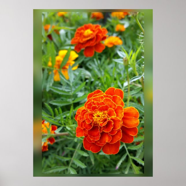 colors of marigolds poster (Front)
