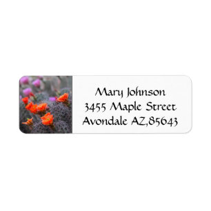 Colors of the desert cactus blooms label