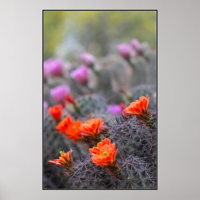 Colors of the desert poster (Front)