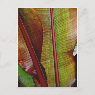 Colors of the Jungle Postcard