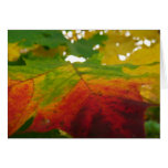 Colors of the Maple Leaf Autumn Nature Photography