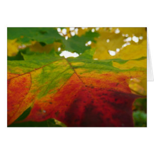 Colors of the Maple Leaf Autumn Nature Photography Cards