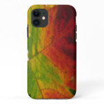 Colors of the Maple Leaf Autumn Nature Photography iPhone 11 Case