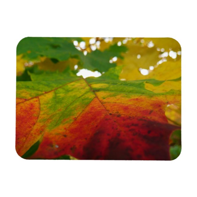Colors of the Maple Leaf Autumn Nature Photography Magnet (Horizontal)