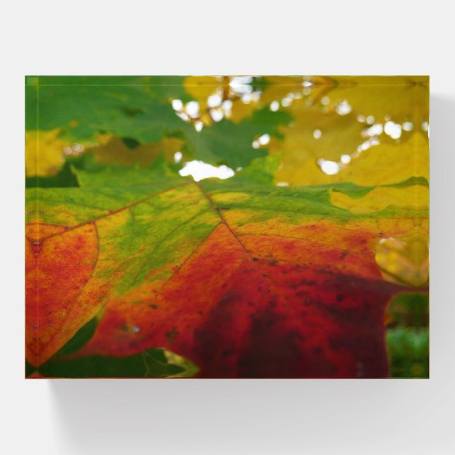 Colors of the Maple Leaf Autumn Nature Photography Paperweight (Front)