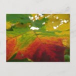 Colors of the Maple Leaf Autumn Nature Photography Postcard